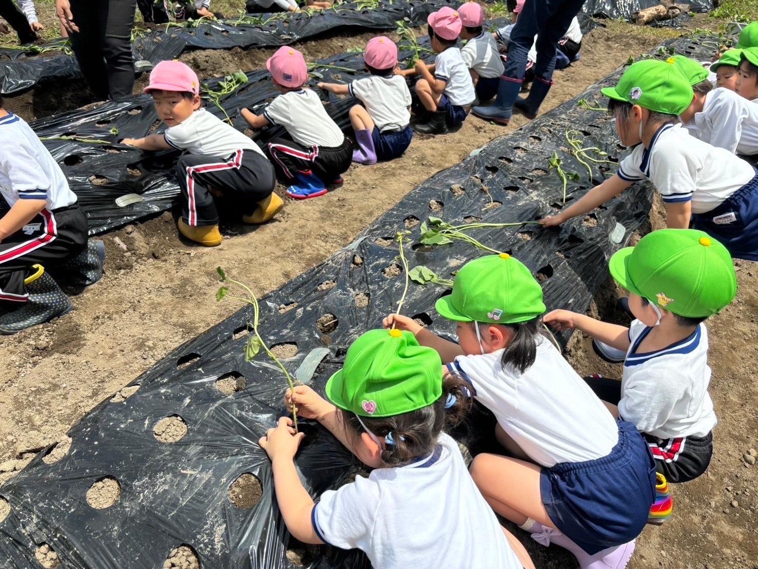 5月8日(水)幼稚園の畑に年長さんが薩摩芋の苗を植えました！